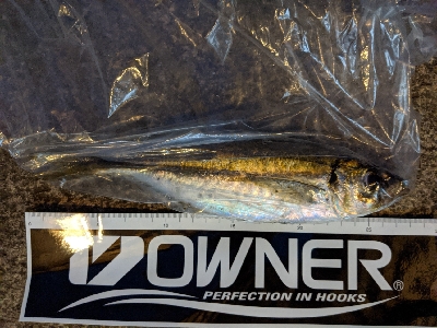 久しぶりにアジが入ってきました