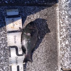 9/8釣果タチウオグレサバ