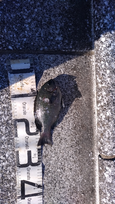 9/8釣果タチウオグレサバ