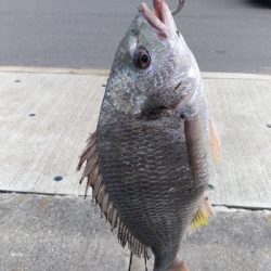 9/13釣果キビレ52センチ年無し!アナゴ!尺イサギ!色々釣れました!