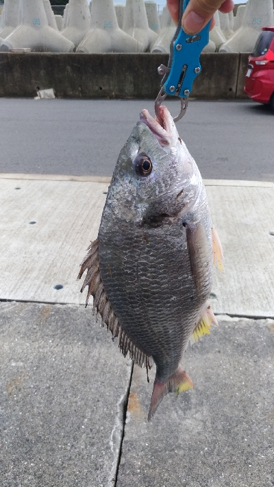 9/13釣果キビレ52センチ年無し!アナゴ!尺イサギ!色々釣れました!