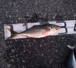 9/27釣果全身トロのカツオ釣れました!