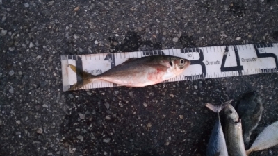 9/27釣果全身トロのカツオ釣れました!