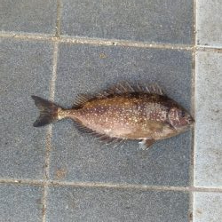 9/29釣果チヌとアイゴ