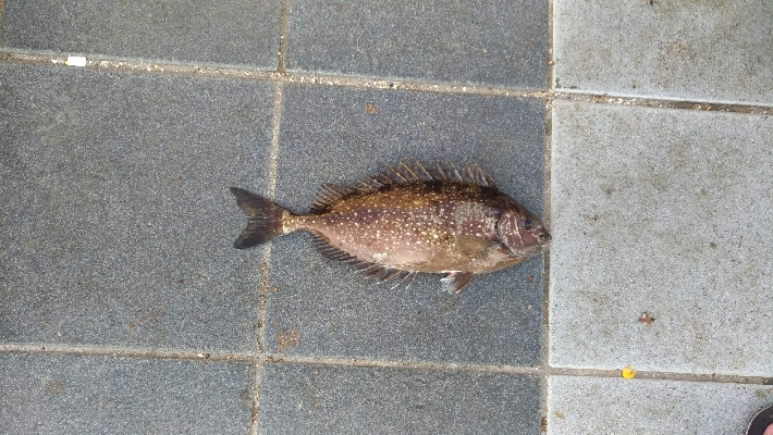 9/29釣果チヌとアイゴ