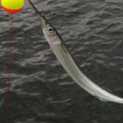 エギングロッドで小物釣り