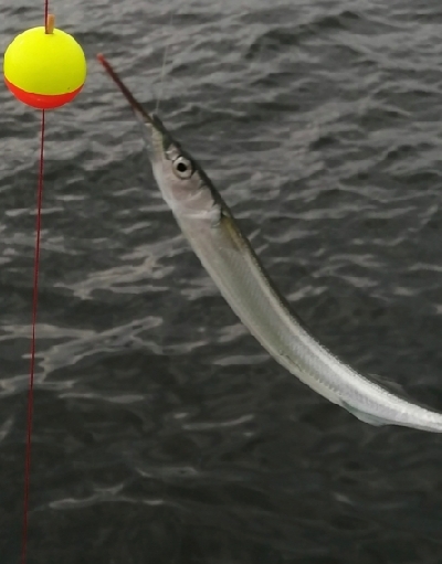 エギングロッドで小物釣り