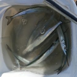 2週連続 サヨリちゃん