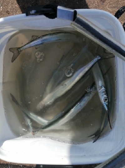 2週連続 サヨリちゃん