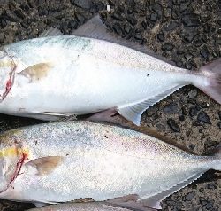 アメニモマケズネイゴトップ祭り