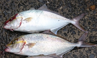 アメニモマケズネイゴトップ祭り