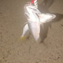 タチ調査〜サバ祭り