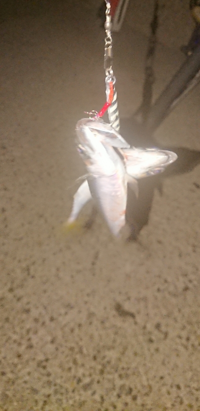 タチ調査〜サバ祭り