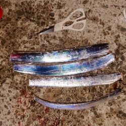 わらしべタチウオ