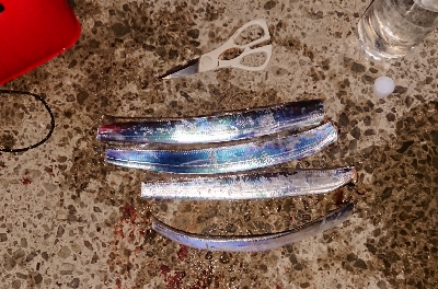 わらしべタチウオ