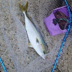 周りはシブい中メジロ！！