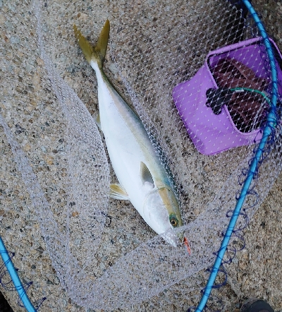 周りはシブい中メジロ！！