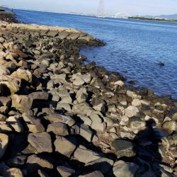 あれ？まだボラ？