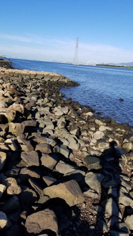 あれ？まだボラ？