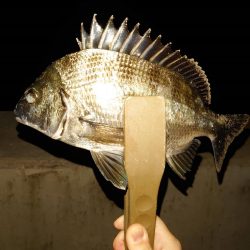 数釣りが楽しめた プチ爆釣?