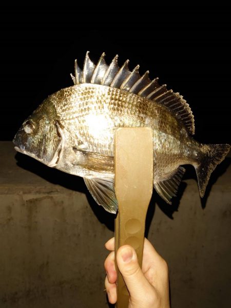 数釣りが楽しめた プチ爆釣?