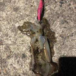 まだまだ小ぶり