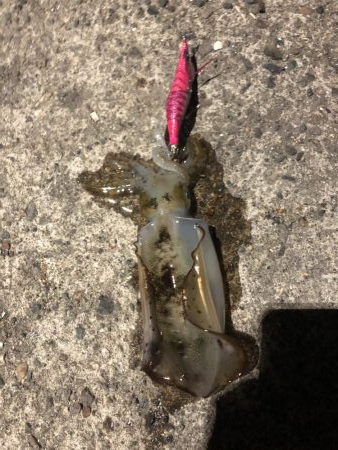 まだまだ小ぶり