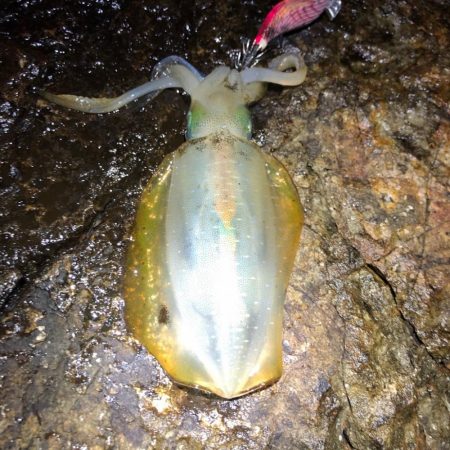 2020 佐渡ヶ島エギング 9回目