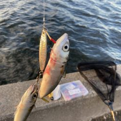 湾奥タチウオ調査