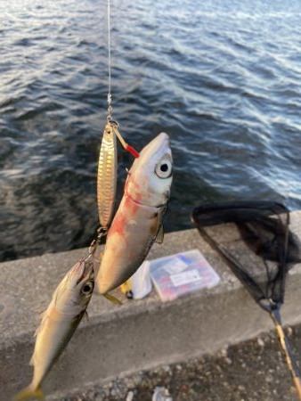 湾奥タチウオ調査