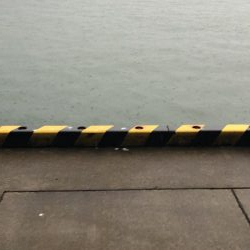 新子ランガン釣果