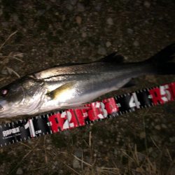 円山川シーバス