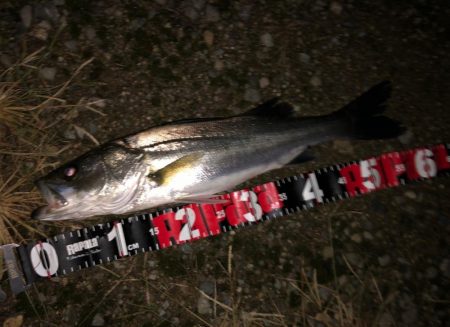 円山川シーバス