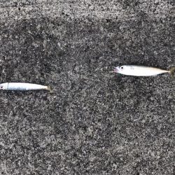 9月8日アミ姫良い！