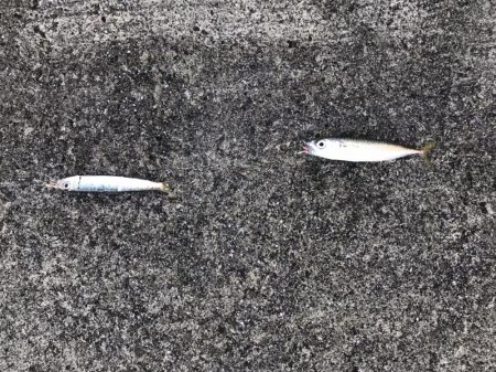 9月8日アミ姫良い！