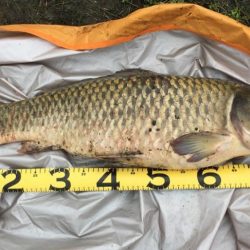 雨濁りのドブ川へ