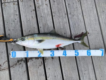 ショアジギング