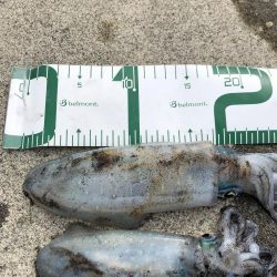 2020 佐渡ヶ島エギング 12回目