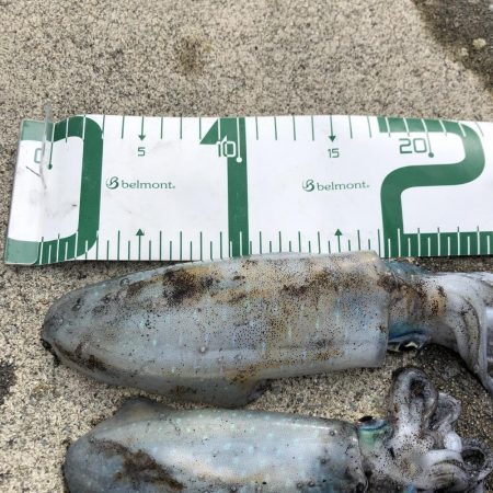 2020 佐渡ヶ島エギング 12回目