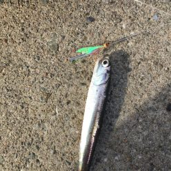 サバ、イワシ絶好調