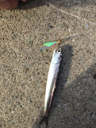 サバ、イワシ絶好調