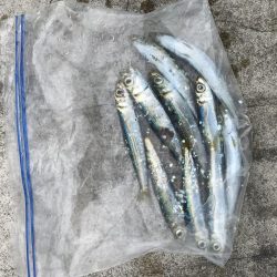 南風発生中、イワシ乱舞中