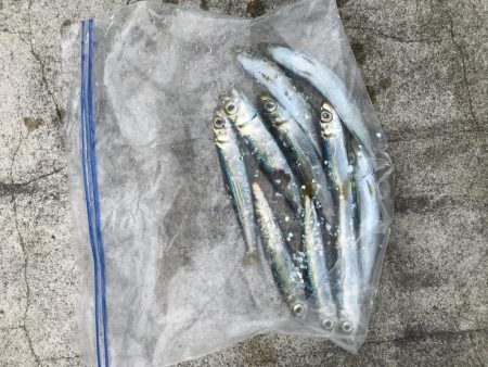 南風発生中、イワシ乱舞中