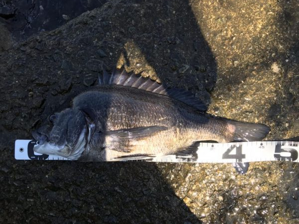 イチノ兄弟、釣果!