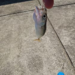 台風後のサビキ