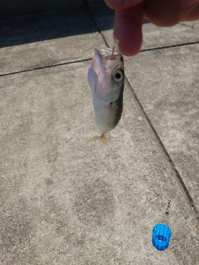 台風後のサビキ