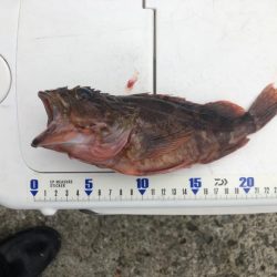 神谷荘さんで大波止へ