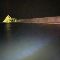 アオリイカ新子