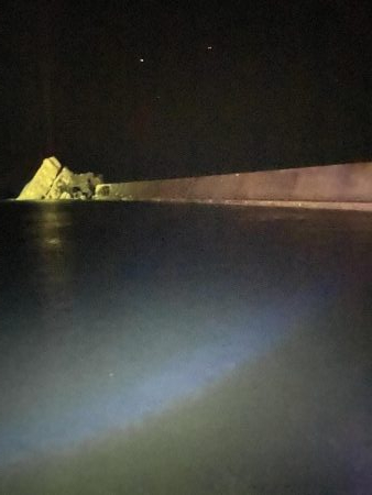 アオリイカ新子