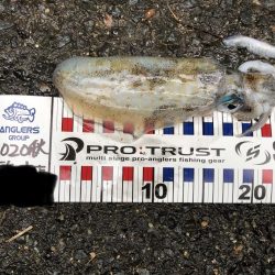 シャローで良型Hit!